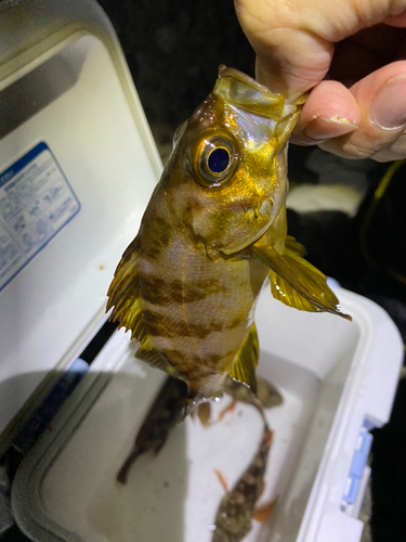 メバルの釣果