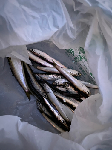 カタクチイワシの釣果