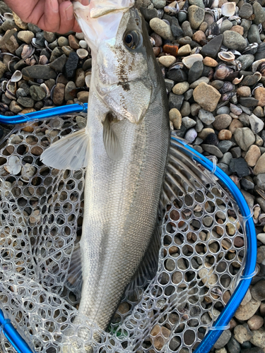 スズキの釣果