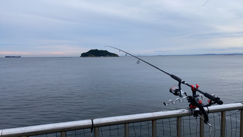 ウミタナゴの釣果