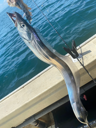 タチウオの釣果