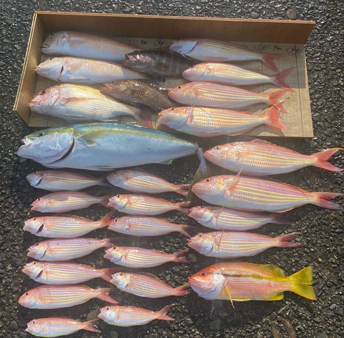 シロアマダイの釣果