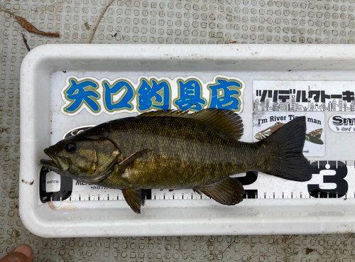 スモールマウスバスの釣果