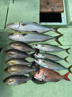 マダイの釣果