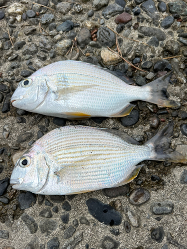 ヘダイの釣果