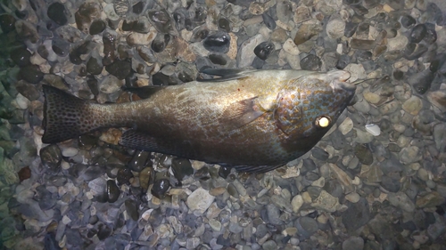 コロダイの釣果