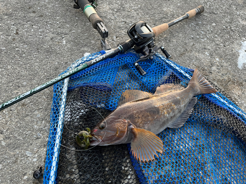 アイナメの釣果