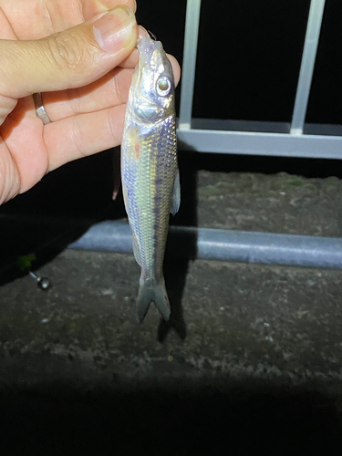 ニゴイの釣果