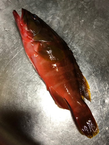 アカハタの釣果