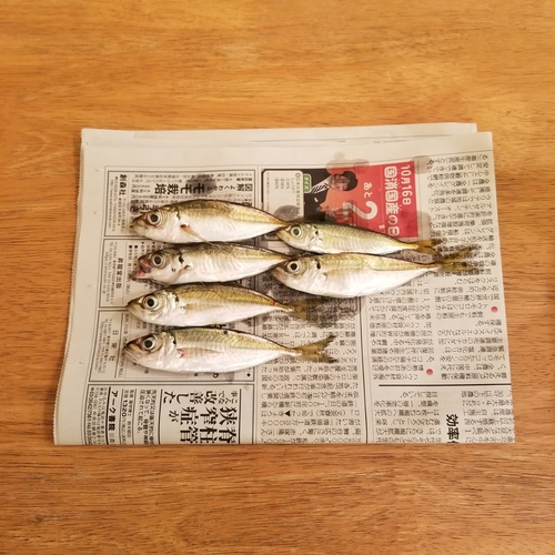 アジの釣果