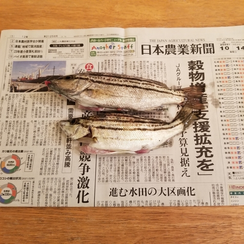 シマイサキの釣果