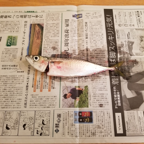 サバの釣果