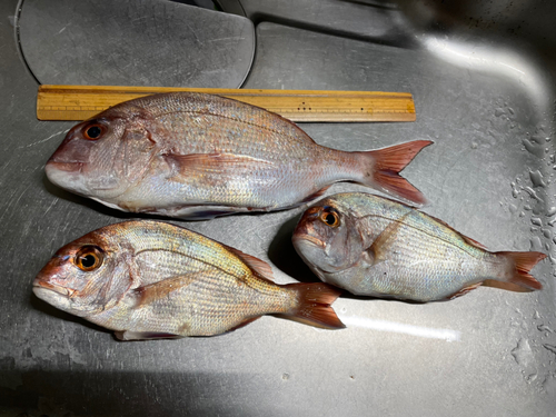 マダイの釣果