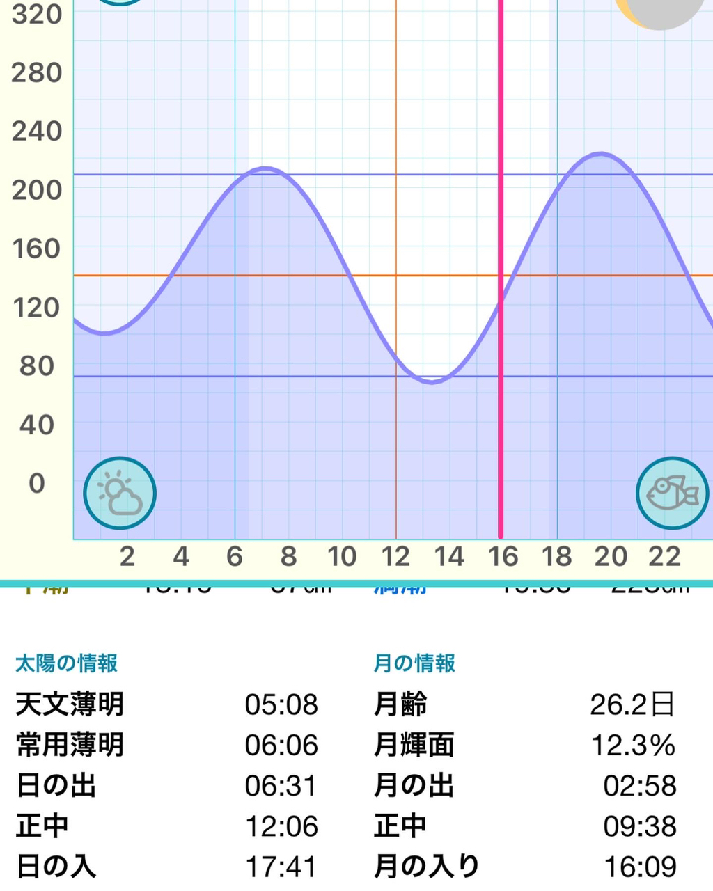 アオリイカ