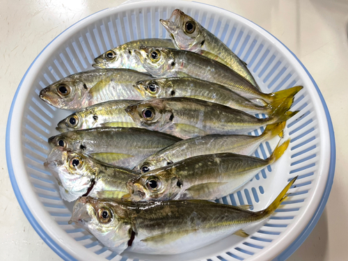 アジの釣果