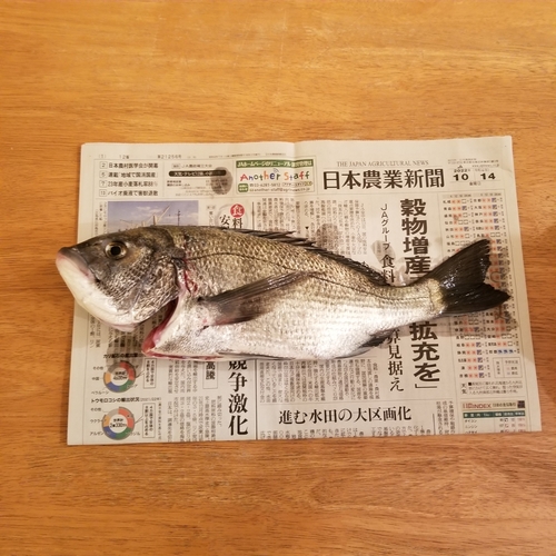 チヌの釣果