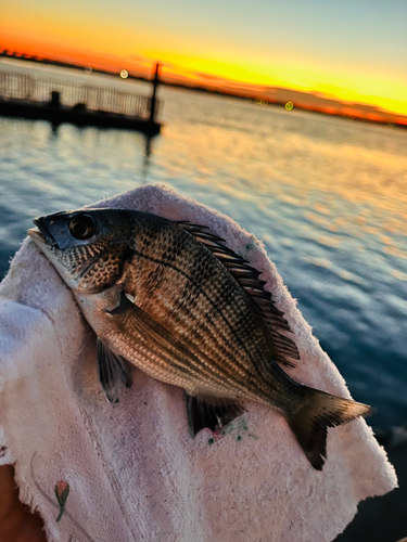 クロダイの釣果