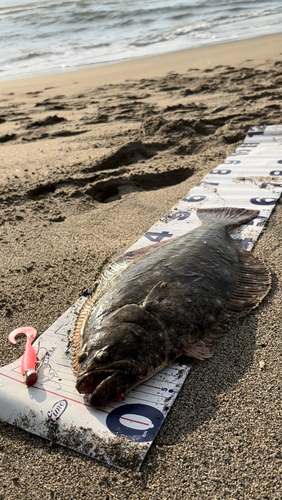 ヒラメの釣果