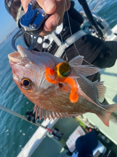 マダイの釣果