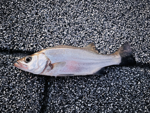 セイゴ（マルスズキ）の釣果