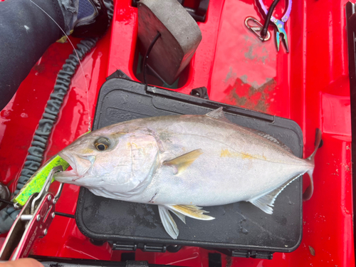 カンパチの釣果