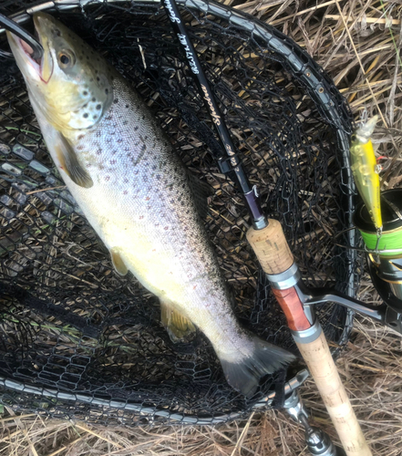 ブラウントラウトの釣果