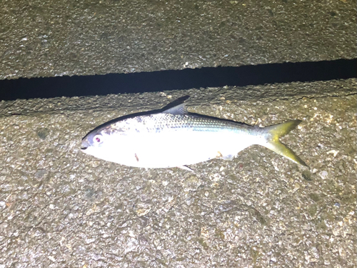 コノシロの釣果