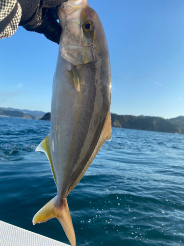 ネリゴの釣果