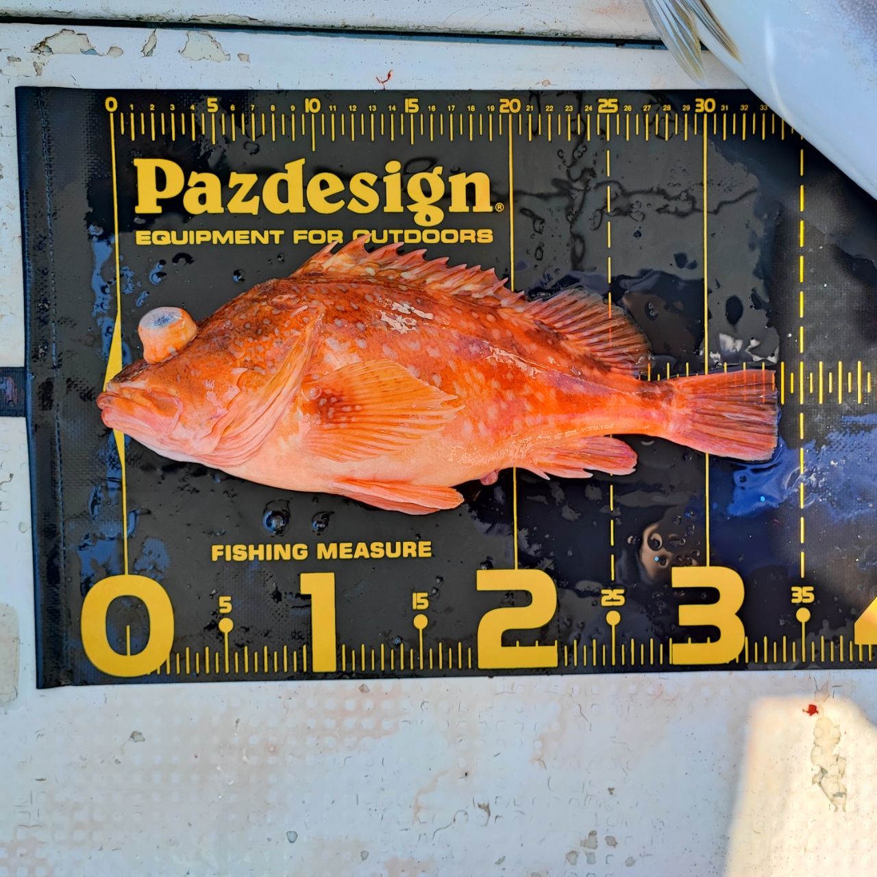 ウッカリカサゴ