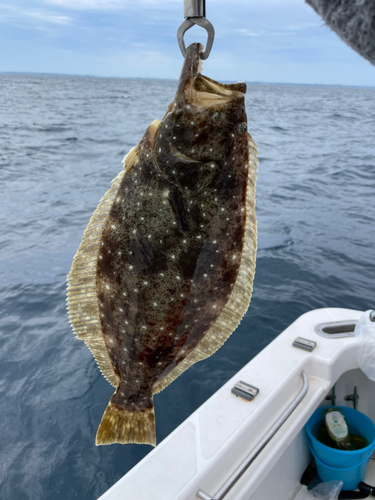 ヒラメの釣果