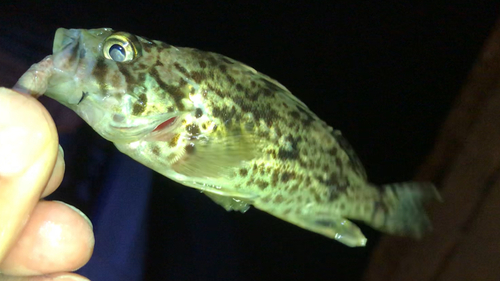 クロソイの釣果