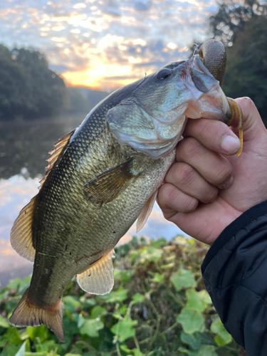 ラージマウスバスの釣果