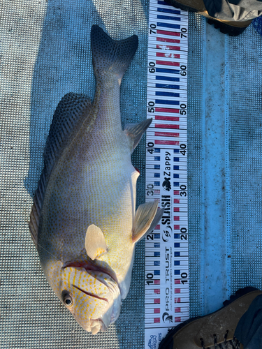 コロダイの釣果