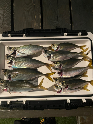 アジの釣果