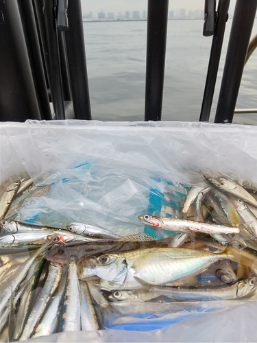 カタクチイワシの釣果