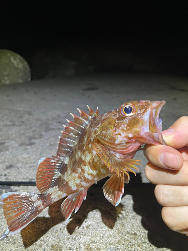 カサゴの釣果