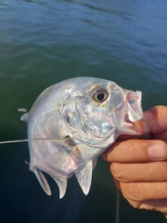 メッキの釣果