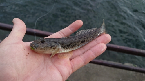 ハゼの釣果