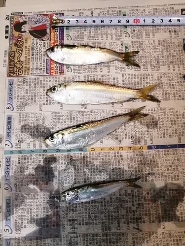 サッパの釣果