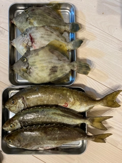アイゴの釣果