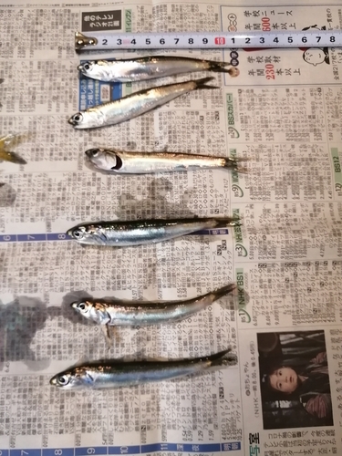 カタクチイワシの釣果