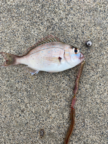 タイの釣果