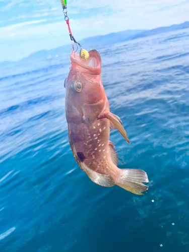 アコウの釣果