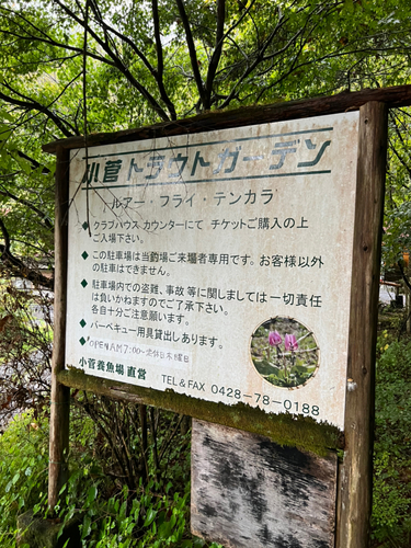 トラウトの釣果