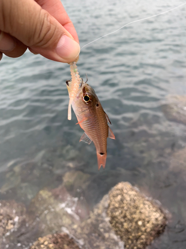 クロホシイシモチの釣果