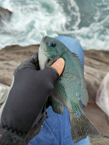 グレの釣果