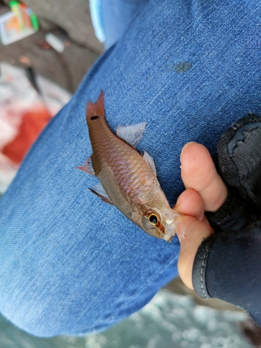 ネンブツダイの釣果