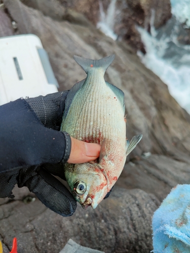 イスズミの釣果