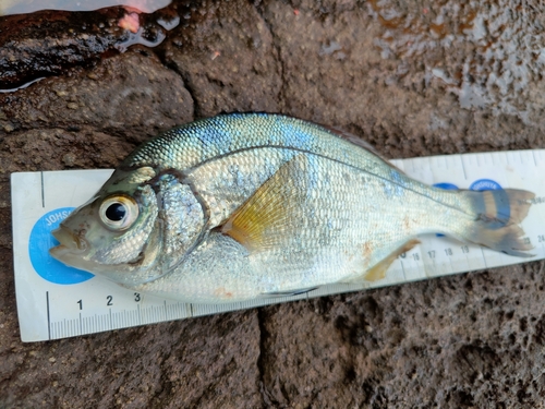 ウミタナゴの釣果