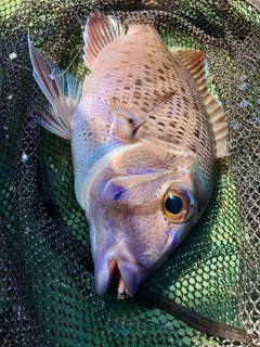 シロダイの釣果